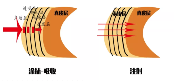 3、护肤品和中胚层的层次对比.png