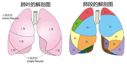 肺段示意图图片
