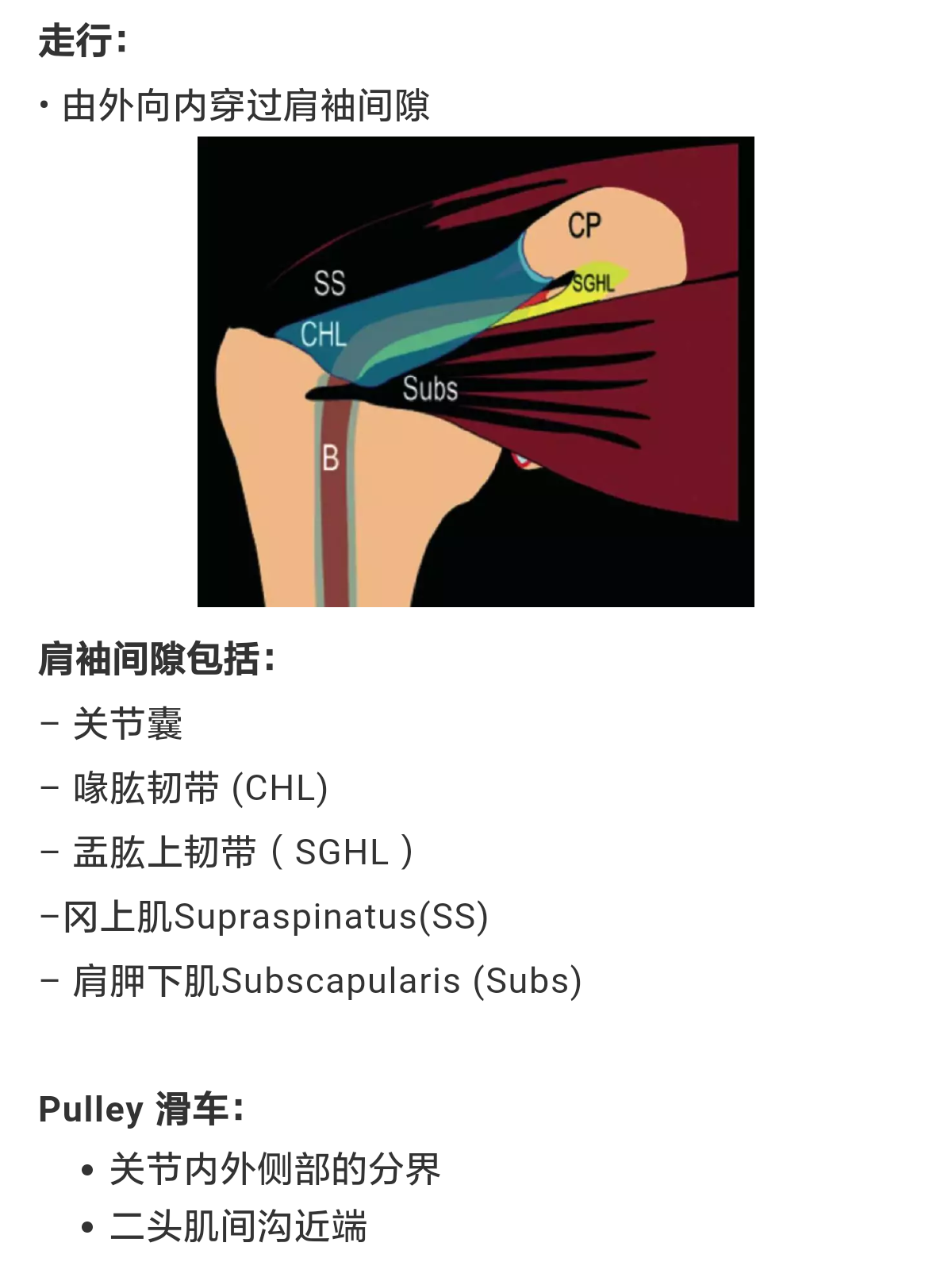 肩痛:肱二头肌腱损伤(slap损伤)～诊治要点(专业版) - 好大夫在线