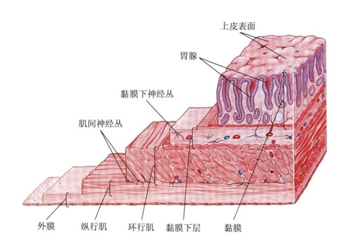 胃壁分层5层示意图图片