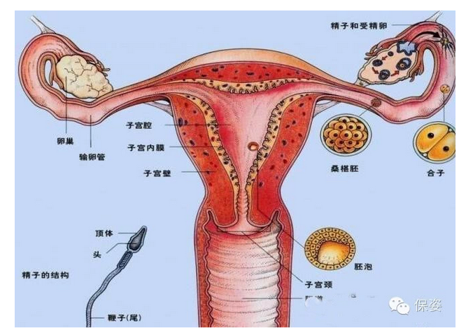 疑似宮頸癌 我媽媽昨天檢查子宮有病變,老家醫生懷疑是癌症.