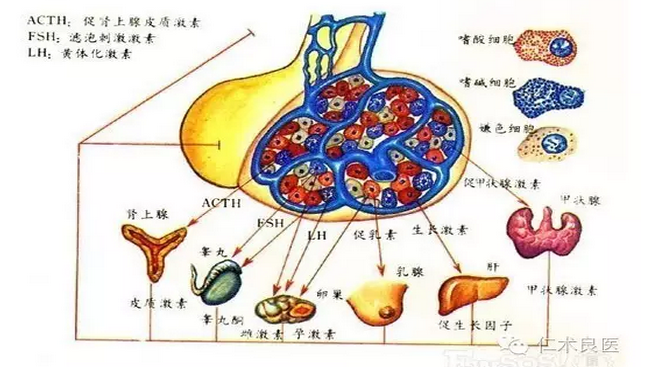 男性生殖轴之下丘脑与垂体 - 好大夫在线