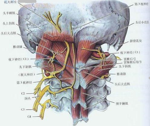 实用枕小神经阻滞治疗 - 好大夫在线