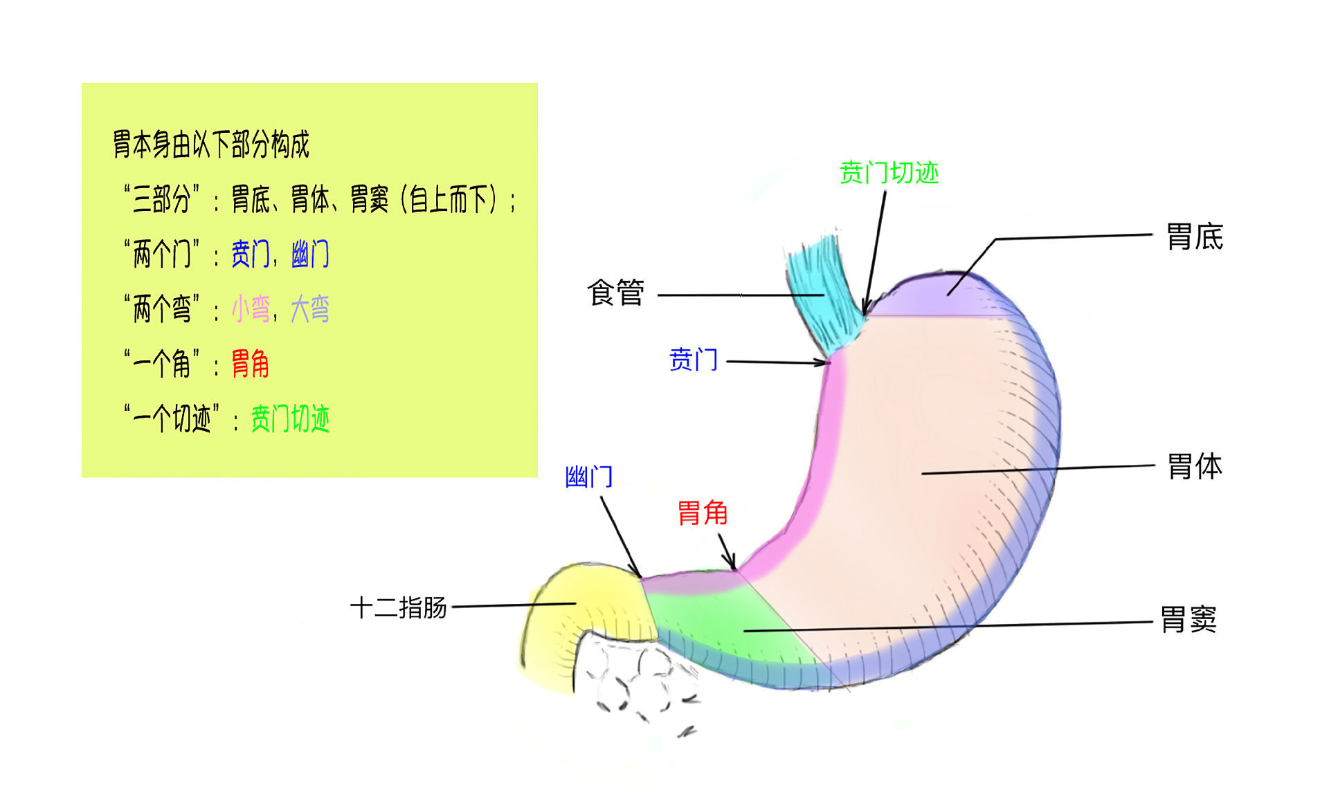 解剖学上:胃由底,体,窦三个部分组成进口为贲门,出口为幽门