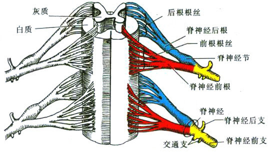 脊髓的功能解剖 