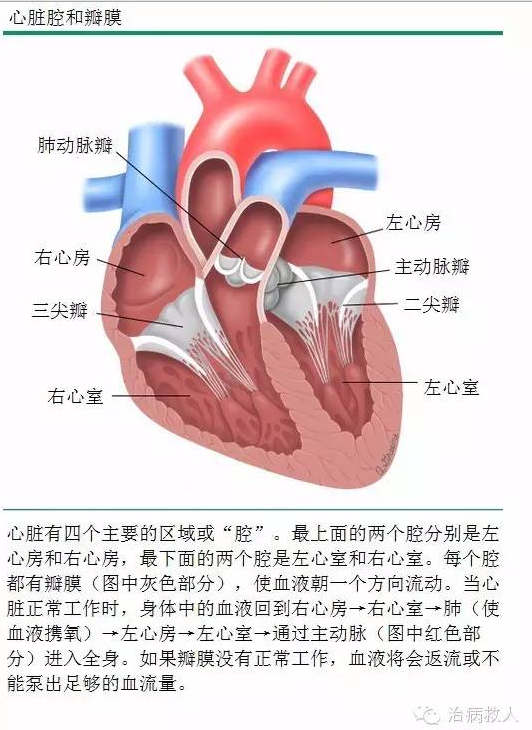 泓心医生:成人二尖瓣狭窄小知识