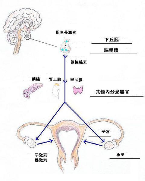 未婚女青年闭经还泌乳可能是垂体瘤