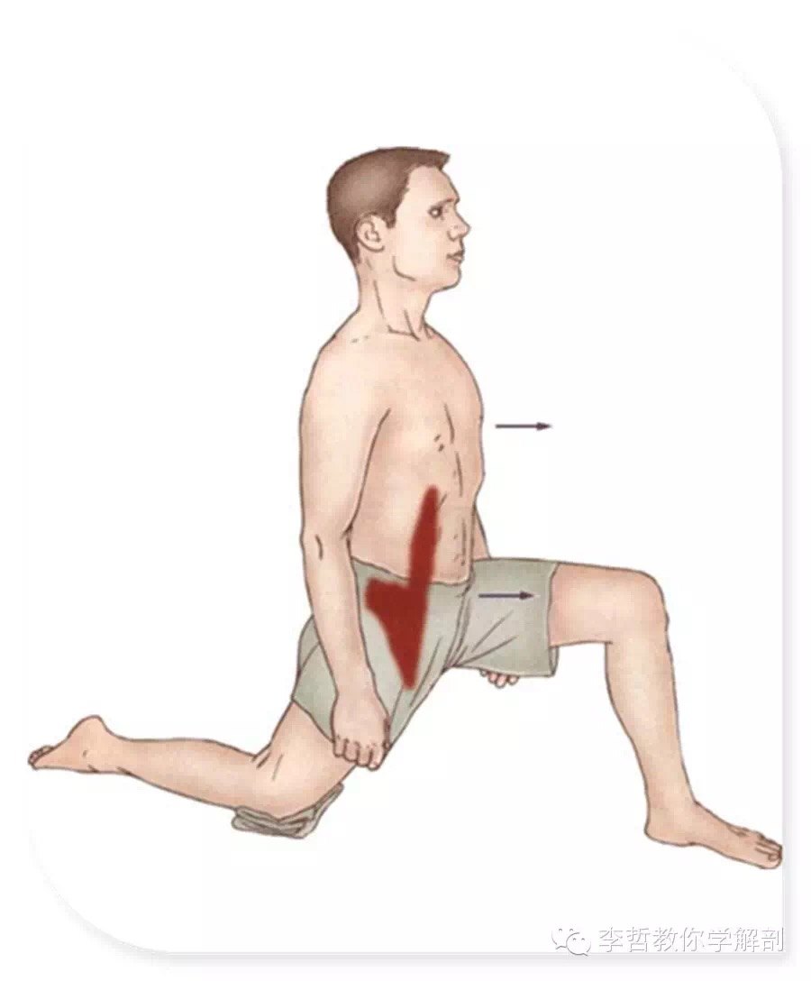 拉伸4肋间肌拉伸3髂腰肌拉伸2腹外斜肌拉伸1竖脊肌拉伸在看下面图片前