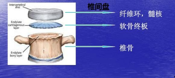 什么是终板炎 - 好大夫在线