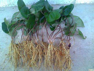 细辛 南阳市第六人民医院 中医科