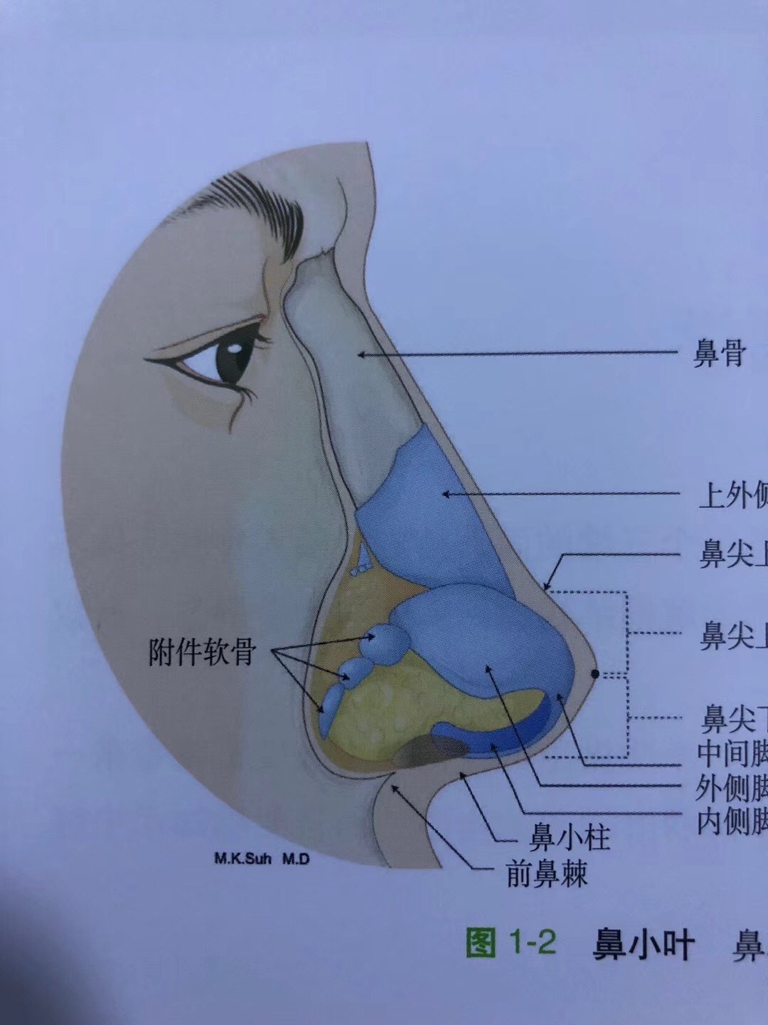 鼻颌缝的解剖位置图片图片