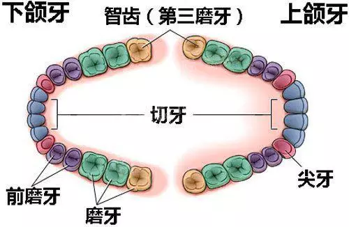 龈瓣切除术图解图片