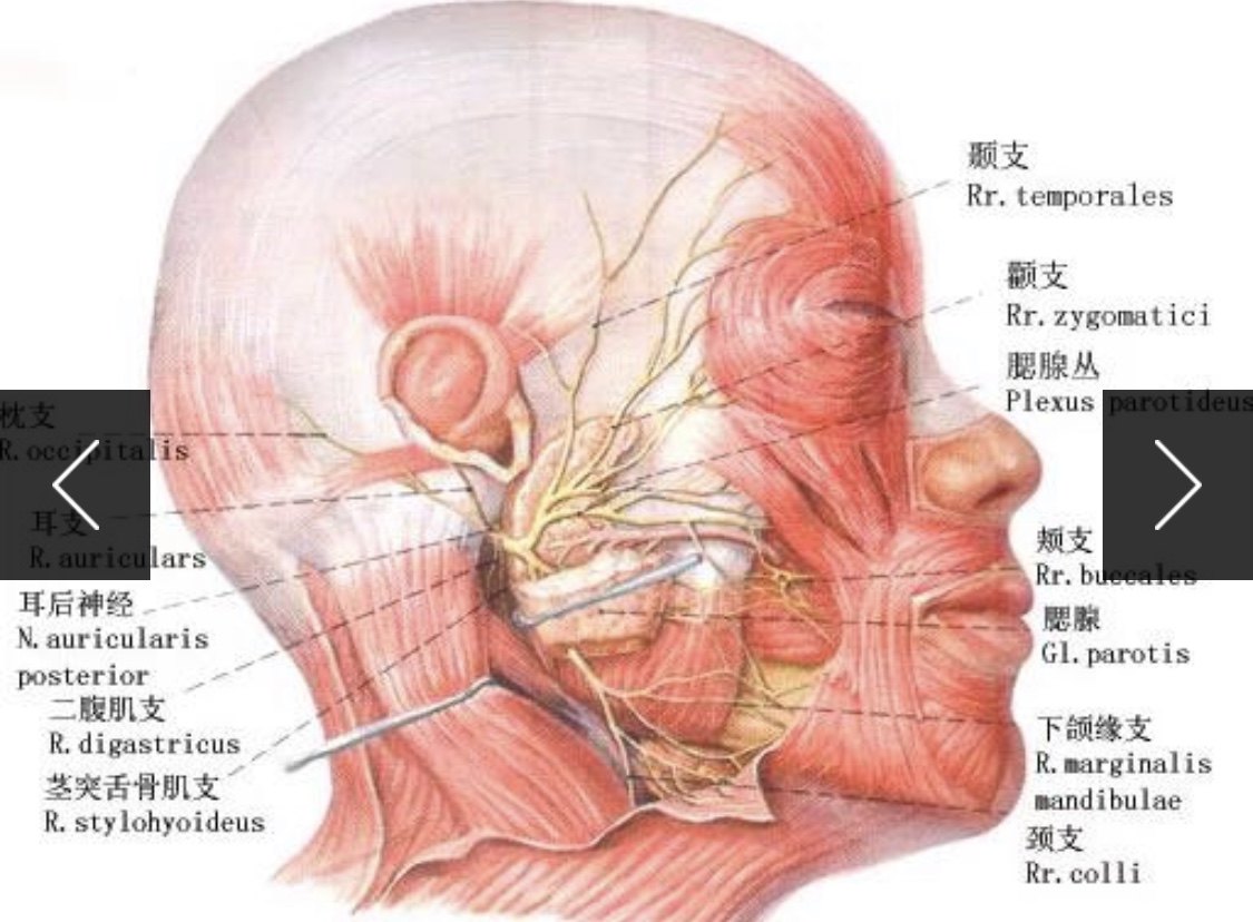 面神经下颌缘支 解剖图片