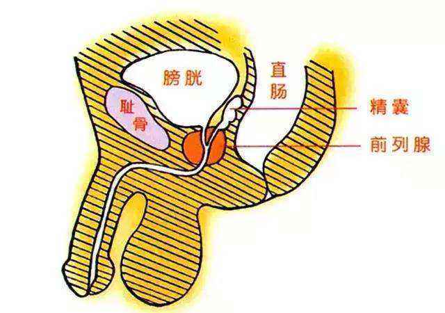 前列腺位于盆腔底部,其上方是膀胱,前列腺包绕着膀胱颈口与尿道结合的