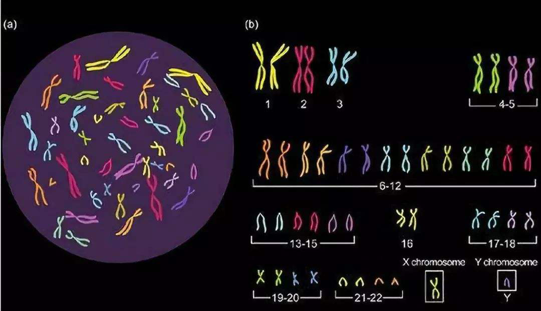 y染色体第一季图片