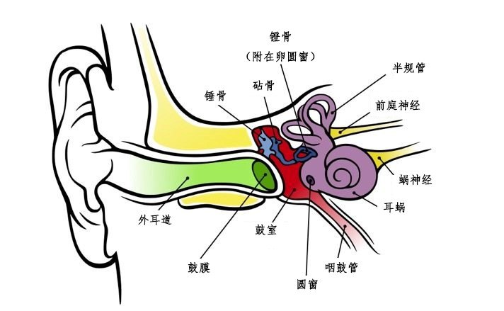 急性突发眩晕,竟是前庭神经炎所致!_神经炎_症状表现_治疗方式 - 好大夫在线