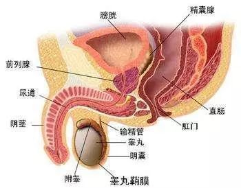 1584678555853957.jpg 1.jpg