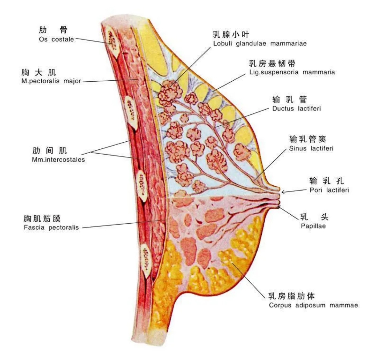 看懂您的乳腺超声报告：BI-RADS分类系统详解_乳腺疾病_乳腺疾病相关疾病- 好大夫在线
