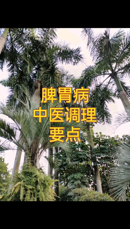 脾胃病调理要点