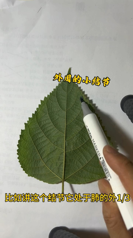 什么是肺叶切除，肺段切除和楔形切除？
