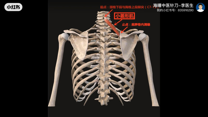 被忽视的痛，是肩胛骨内的小恶魔！