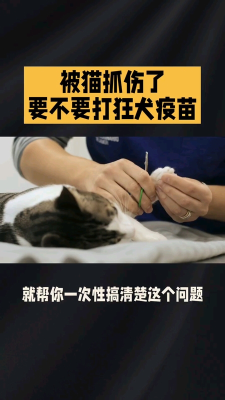 被猫抓了，要不要打狂犬疫苗？