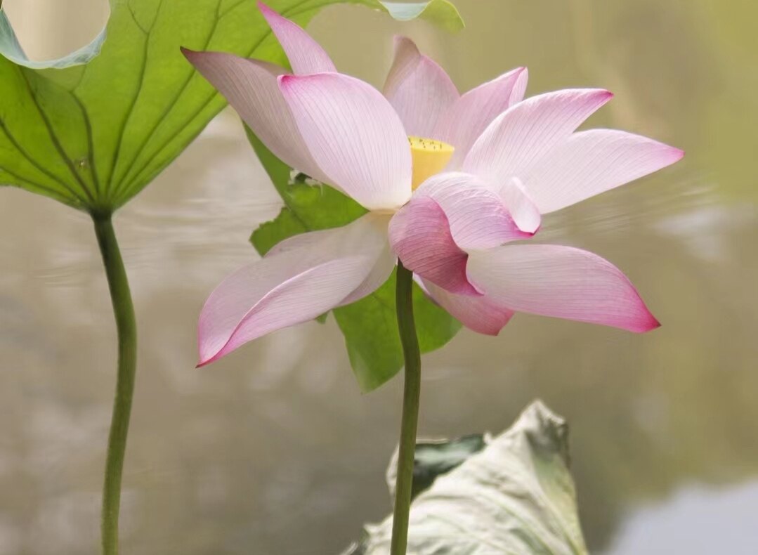 圖文圖片