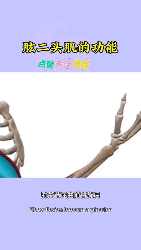 肱二头肌的解剖与功能