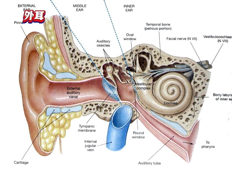 耳科知识