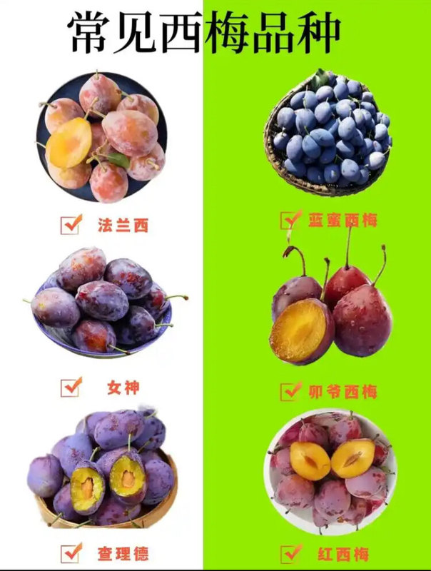 圖文圖片